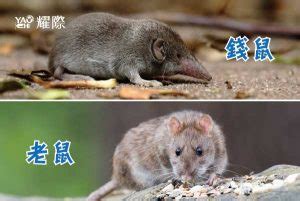 夢見錢鼠